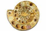 Cut & Polished Jurassic Ammonite (Perisphinctes) Fossil #369799-4
